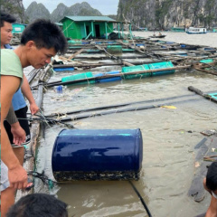 Khẩn trương phục hồi thủy sản nuôi lồng bè sau mưa, bão